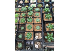 多肉 奇花異草 名花名草圖1