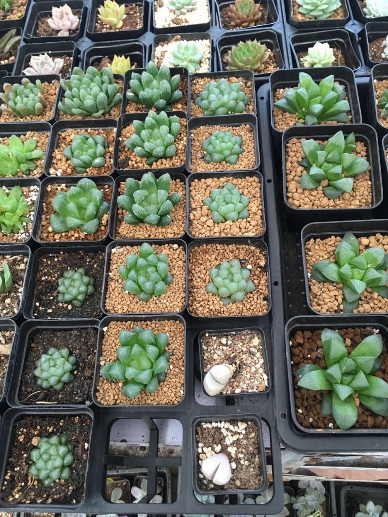 多肉 奇花異草 名花名草