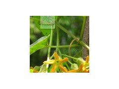 夜來香  新型花草加盟圖1