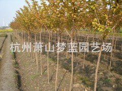 紫薇 綠化苗木 苗圃 園藝 園林公司 苗木批發(fā)圖1