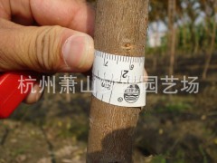 紫薇 綠化苗木 苗圃 園藝 園林公司 苗木批發(fā)圖3