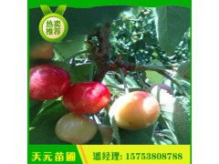 基地出售矮化櫻桃苗 吉塞拉矮化櫻桃苗 成活率高櫻桃苗圖1