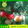 基地出售矮化櫻桃苗 吉塞拉矮化櫻桃苗 成活率高櫻桃苗