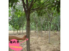 基地出售矮化櫻桃苗 吉塞拉矮化櫻桃苗 成活率高櫻桃苗圖2