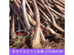 基地出售矮化櫻桃苗 吉塞拉矮化櫻桃苗 成活率高櫻桃苗圖3