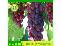 基地出售葡萄苗 優(yōu)質(zhì)葡萄苗 品種齊全葡萄苗 價格優(yōu)惠現(xiàn)挖現(xiàn)賣圖2