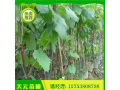 基地出售葡萄苗 優(yōu)質葡萄苗 品種齊全葡萄苗 價格優(yōu)惠現(xiàn)挖現(xiàn)賣圖3
