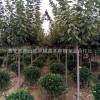 供應(yīng)綠化苗木 山東晚櫻樹苗 晚櫻小苗 數(shù)量大 規(guī)格齊全
