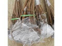 大量批發(fā)南方車?yán)遄訕涿?矮化大櫻桃樹苗 嫁接櫻桃苗 價格合理圖2