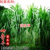 臺(tái)灣甜象草 高產(chǎn)牧草 雞鴨魚鵝羊牛豬專用今日包郵 本產(chǎn)品支持七天無理由退貨