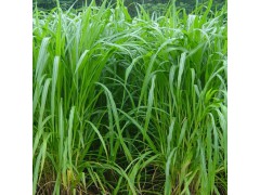 臺灣甜象草 高產(chǎn)牧草 雞鴨魚鵝羊牛豬專用今日包郵 本產(chǎn)品支持七天無理由退貨圖2