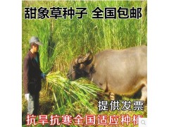 臺灣甜象草 高產(chǎn)牧草 雞鴨魚鵝羊牛豬專用今日包郵 本產(chǎn)品支持七天無理由退貨圖3