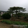 泰安造型景松 公園高檔觀賞樹 常年供應(yīng)造型景松 規(guī)格齊全 價(jià)低