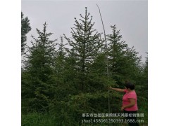 泰安造型景松 公園高檔觀賞樹 常年供應(yīng)造型景松 規(guī)格齊全 價低圖2