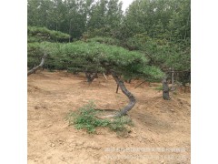 泰安造型景松 公園高檔觀賞樹 常年供應(yīng)造型景松 規(guī)格齊全 價低圖3