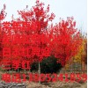 直銷紅楓樹苗 紅楓苗批發(fā) 美國紅楓秋火焰 日本紅楓紅舞姬 三季紅
