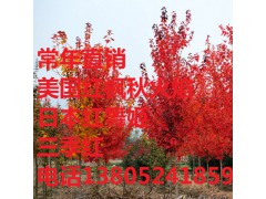 直銷紅楓樹苗 紅楓苗批發(fā) 美國(guó)紅楓秋火焰 日本紅楓紅舞姬 三季紅圖3