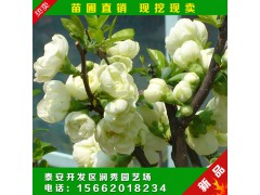 現(xiàn)挖現(xiàn)賣 日本海棠苗 紅花海棠花苗 出售 海棠苗圖1