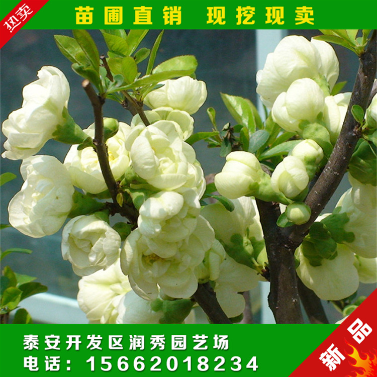 現(xiàn)挖現(xiàn)賣 日本海棠苗 紅花海棠花苗 出售 海棠苗