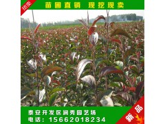 現(xiàn)挖現(xiàn)賣 日本海棠苗 紅花海棠花苗 出售 海棠苗圖2