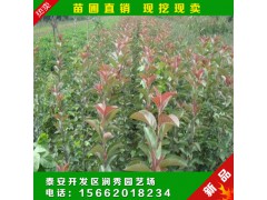 現(xiàn)挖現(xiàn)賣 日本海棠苗 紅花海棠花苗 出售 海棠苗圖3