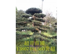 專供湖南造型羅漢松，羅漢松盆景造型漂亮小型羅漢松盆景苗木花卉 舉報 本產(chǎn)品采購屬于商業(yè)貿(mào)易行為圖2