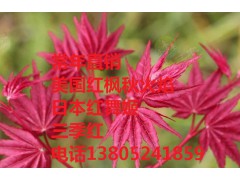 直銷紅楓樹苗 紅楓苗批發(fā)圖1