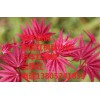 直銷紅楓樹苗 紅楓苗批發(fā)