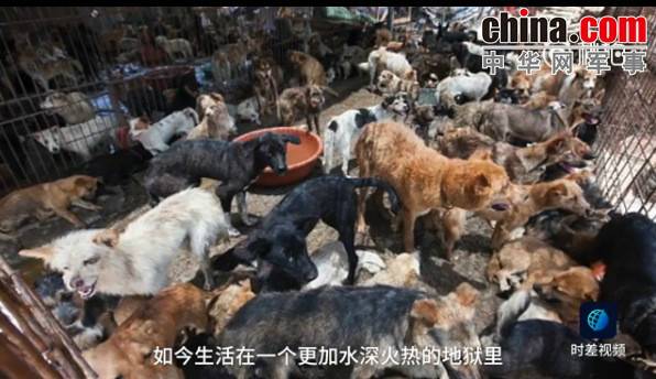 玉林救狗的“美國(guó)英雄”竟是騙子:錢拿了 狗扔了
