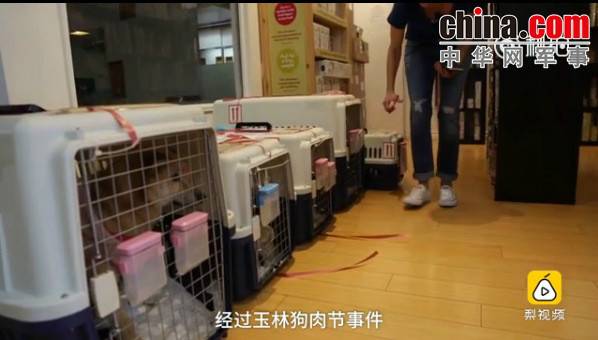 玉林救狗的“美國(guó)英雄”竟是騙子:錢拿了 狗扔了