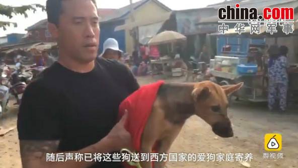 玉林救狗的“美國(guó)英雄”竟是騙子:錢拿了 狗扔了