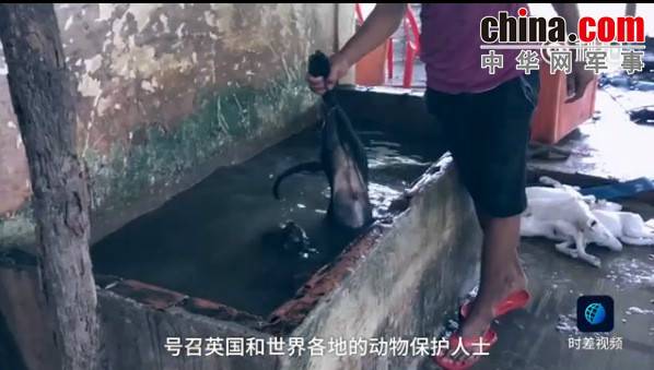 玉林救狗的“美國(guó)英雄”竟是騙子:錢拿了 狗扔了
