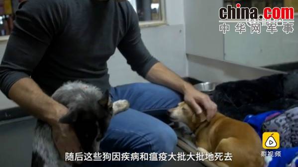 玉林救狗的“美國(guó)英雄”竟是騙子:錢拿了 狗扔了