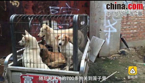 玉林救狗的“美國(guó)英雄”竟是騙子:錢拿了 狗扔了