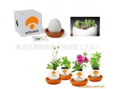 魔蛋 魔豆 創(chuàng)意禮品 園藝花卉 創(chuàng)意種植辦公室盆栽圖1