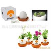 魔蛋 魔豆 創(chuàng)意禮品 園藝花卉 創(chuàng)意種植辦公室盆栽