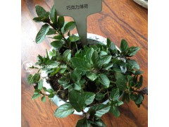 香草清爽驅(qū)蚊胡椒薄荷無紡布小盆栽圖1