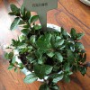 香草清爽驅(qū)蚊胡椒薄荷無(wú)紡布小盆栽