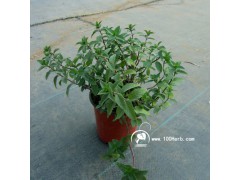 香草清爽驅(qū)蚊胡椒薄荷無紡布小盆栽圖3