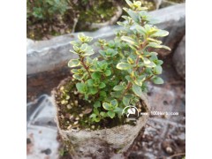 西餐食用香草無紡布基質(zhì)栽培檸檬金邊百里香小盆栽圖1