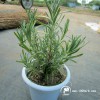 芳香驅(qū)蚊植物薰衣草盆栽