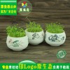 長草頭娃娃 微景觀 雪花釉白瓷夏荷 桌面迷你盆栽