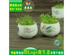 長(zhǎng)草頭娃娃 微景觀 雪花釉白瓷夏荷 桌面迷你盆栽圖2