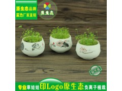 長(zhǎng)草頭娃娃 微景觀 雪花釉白瓷夏荷 桌面迷你盆栽圖3