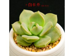 多肉植物多肉批發(fā)多肉植物盆栽小綠植圖1