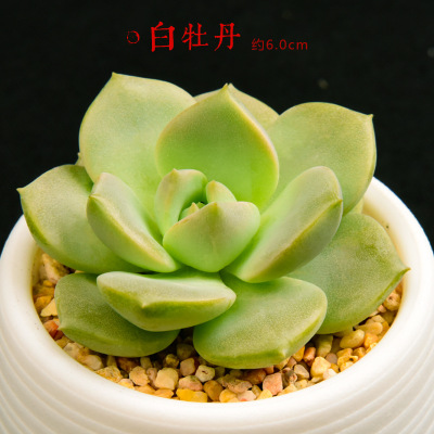 多肉植物多肉批發(fā)多肉植物盆栽小綠植