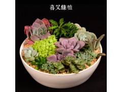 多肉植物多肉批發(fā)多肉植物盆栽小綠植圖2