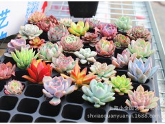 q特價多肉植物批發(fā)【穴盤種】不帶盆土發(fā)貨 多個品種選圖1