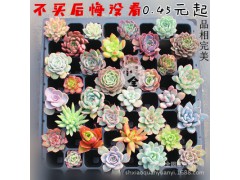 q特價多肉植物批發(fā)【穴盤種】不帶盆土發(fā)貨 多個品種選圖2