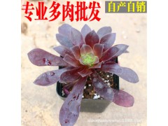 小全園藝 多肉植物批發(fā)【紫羊絨】4-6cm帶盆發(fā)貨圖1